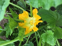 Allotment/Veg Patch Thread 15 - will winter ever end?
