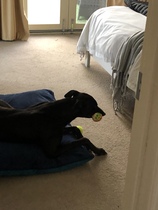 Fostering an ex racing greyhound tomorrow! - any tips please.