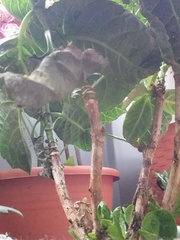 Hydrangea beyond help?