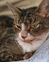 How to clean a nervous cat?