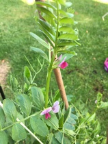 plant id, please