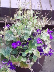 Potted plants with unsightly stalks on top