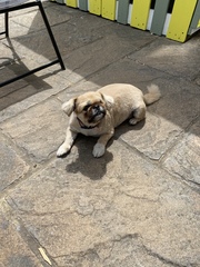 Rehomed Dog