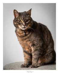 Cat/kitten photos.