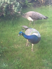 There's a PEACOCK in my garden!!