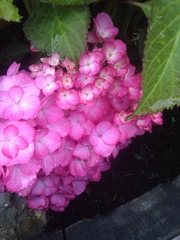 Very shade-tolerant plants (for pots)