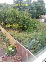 Want to remove neighbour's tree without being rude