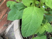 Plant/weed identification please?