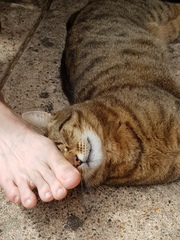 Thug Cat part 2. What, has this thing appeared again tonight?