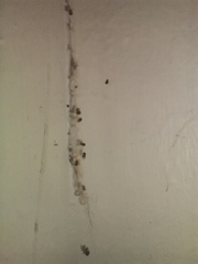 Any spiderologists around that can explain this spider behaviour?
