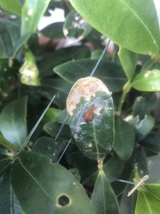 What is this plant and will it do anything interesting ?