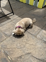 Rehomed Dog