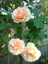Flowers for J K Rowling