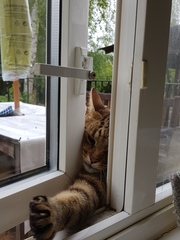 Thug Cat part 2. What, has this thing appeared again tonight?