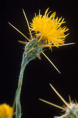 'Centurion' plant
