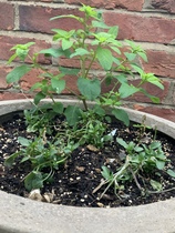 Plant/weed identification please?