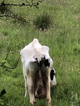 To ask what is wrong with this cow