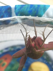 Do you like moths?