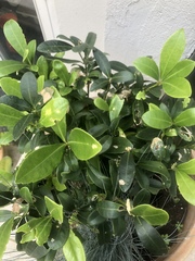 What is this plant and will it do anything interesting ?