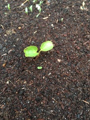 Plant ID help?