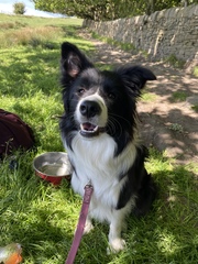 Collie owners, talk to me about your dog?