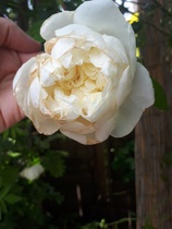 Rose ID help
