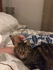 Why do people keep telling me to get rid of the cat?