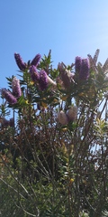 Name of tree