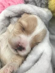 Puppy survival thread! June 2020