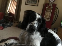 Dog keeps following me!