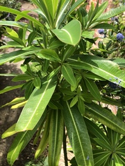 Plant ID please