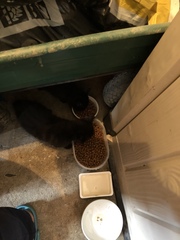 6 week old kittens.