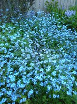 Flowers for J K Rowling