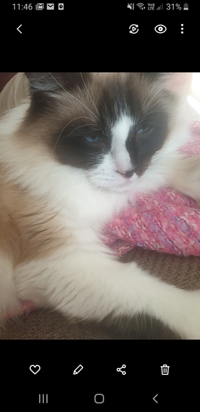 Cat tree purchase regret
