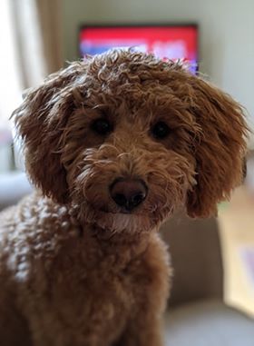 Poodles