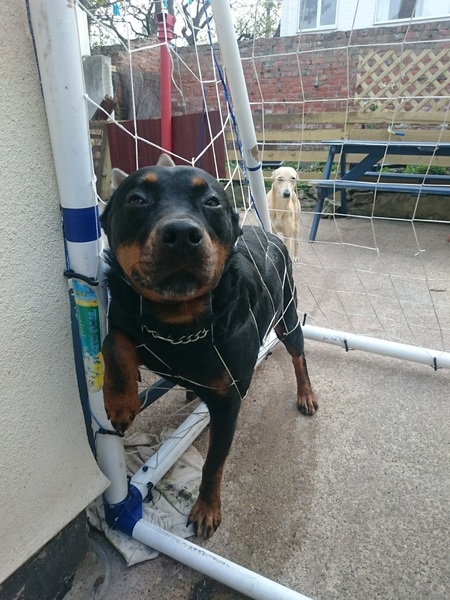 Ridiculous Hound Pics Thread