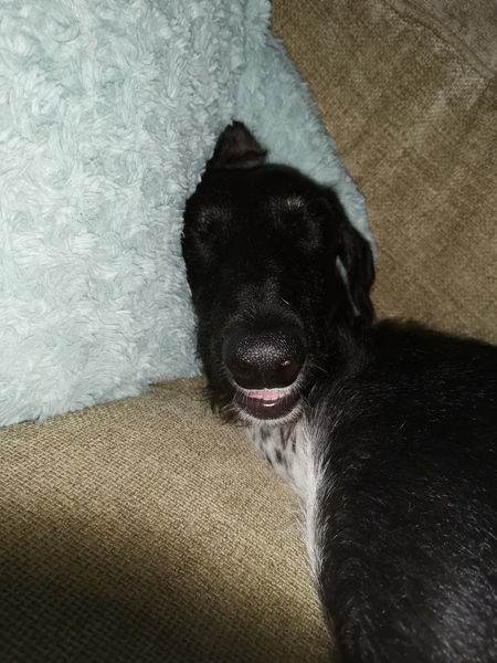 Ridiculous Hound Pics Thread