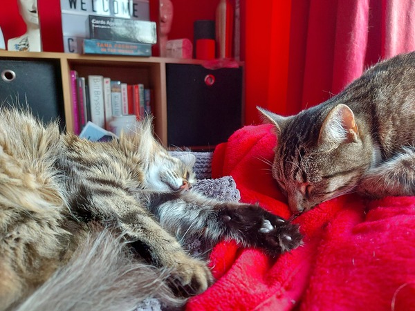 Crazy kittens