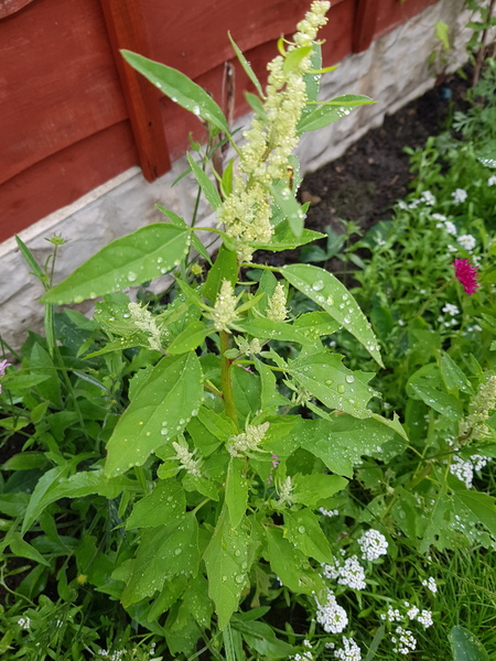 Is this a weed?