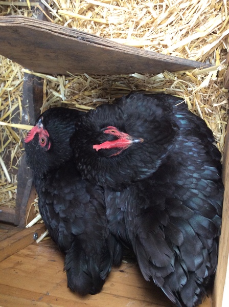 Fledglings prepare to fly their lockdown nests and jump into July - join us for the July FlyLady thread