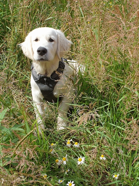 Puppy survival thread! July/August! Roll up!