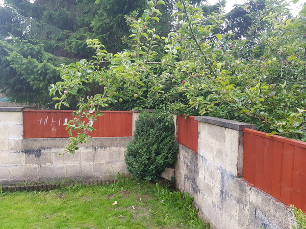 Neighbours apple tree