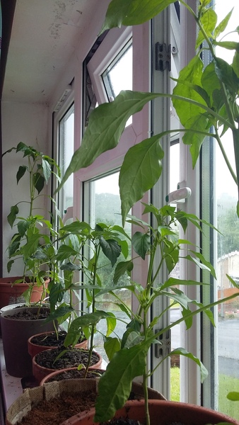 Tomatoes and Cucumbers 2020 - How are yours doing?