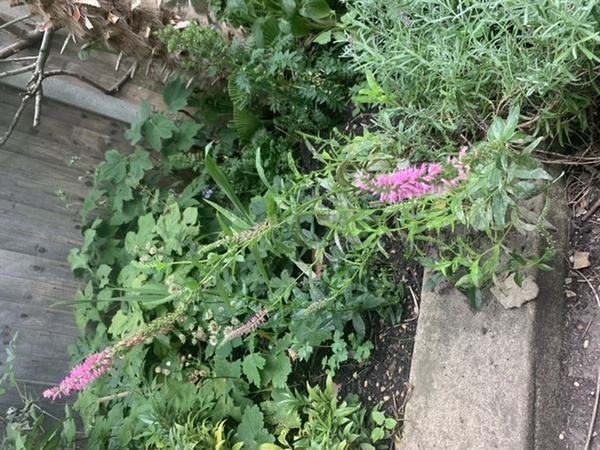 Plant ids please? Kindly given plants after week from hell!