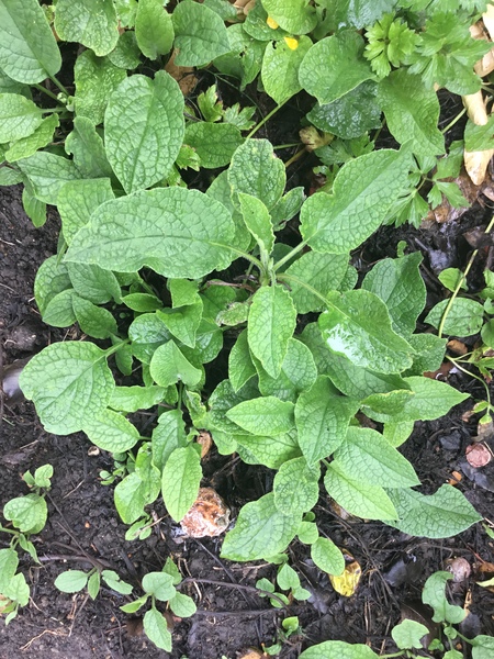 Really need help identifying this plant