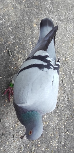 Any Witches Here? Part 11