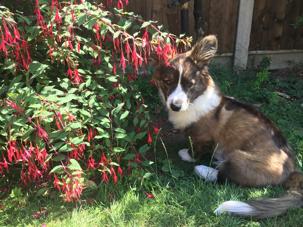Puppy survival thread! July 2020