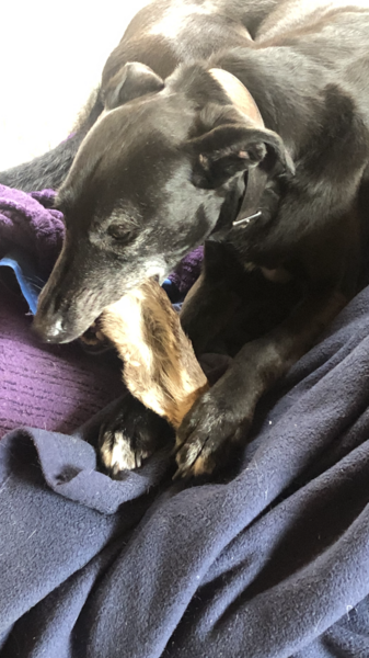 Ridiculous Hound Pics Thread