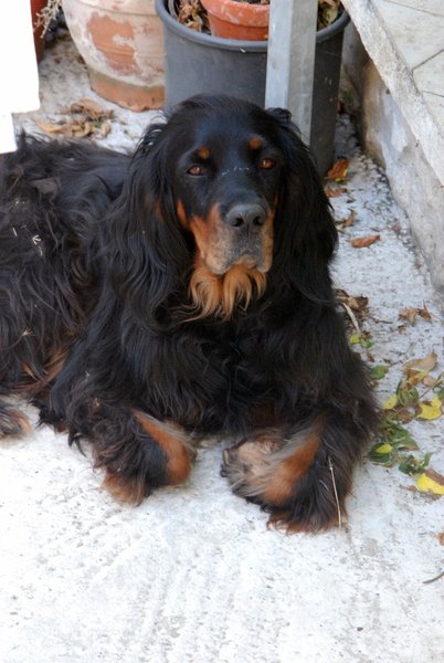 How soon is too soon for a new dog?