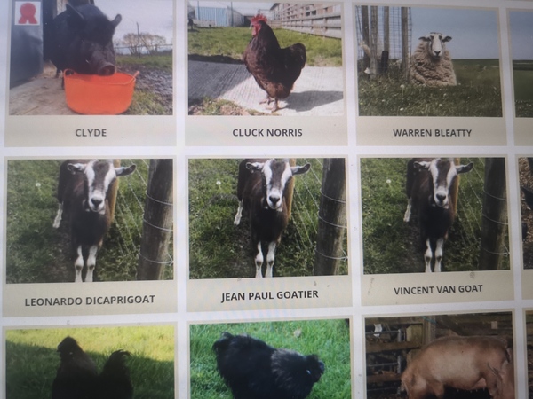 What is the best or most original name you have known for a family pet or other animal?